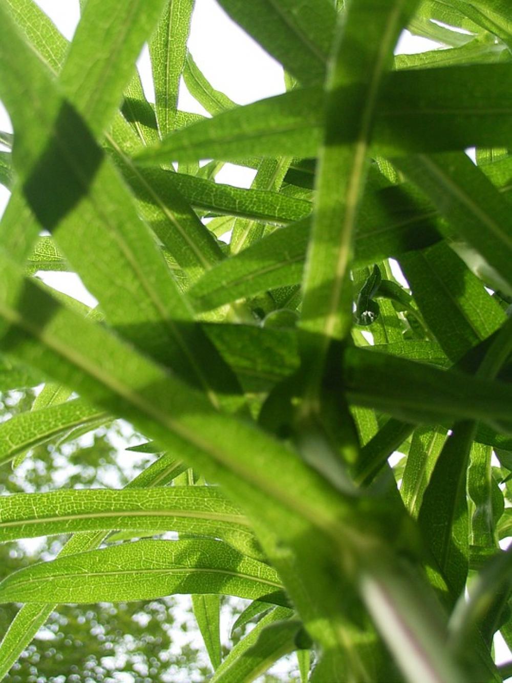 Leaf Leaves Green Plant Green Leaf Leaf Leaves Green Plant Green Leaf