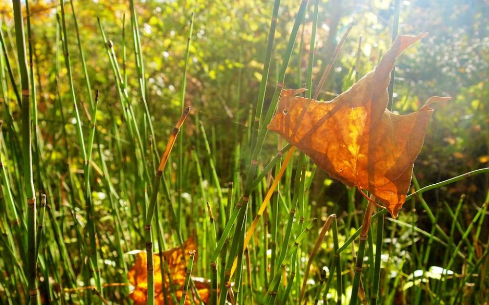 Leaf Grass Weeds Sunlight Green Autumn Leaf Grass Weeds Sunlight Green Autumn