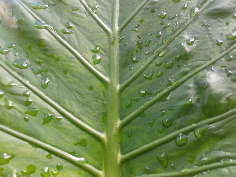 Leaf Drops Green Water Plant Garden Forest Field Leaf Drops Green Water Plant Garden Forest Field