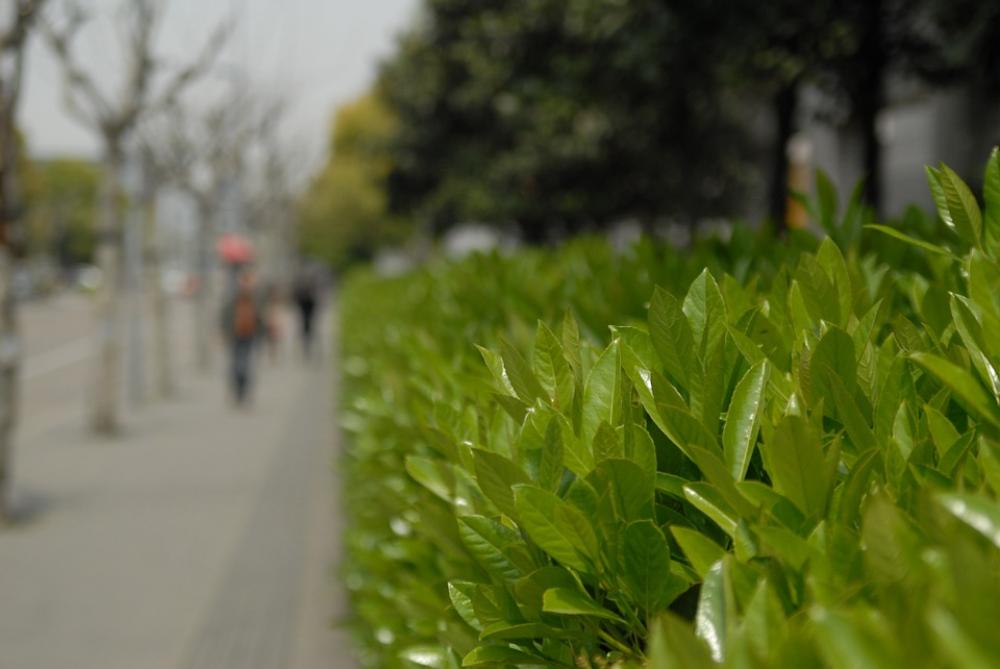 Leaf Park The Scenery China Leaf Park The Scenery China