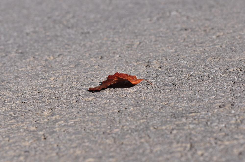 Leaf Leaves Asphalt Road Leaf Leaves Asphalt Road