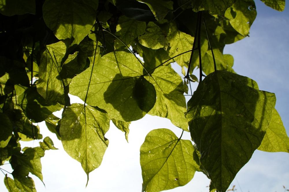Leaves Light Shadow Autumn Shades Of Green Sky Leaves Light Shadow Autumn Shades Of Green Sky