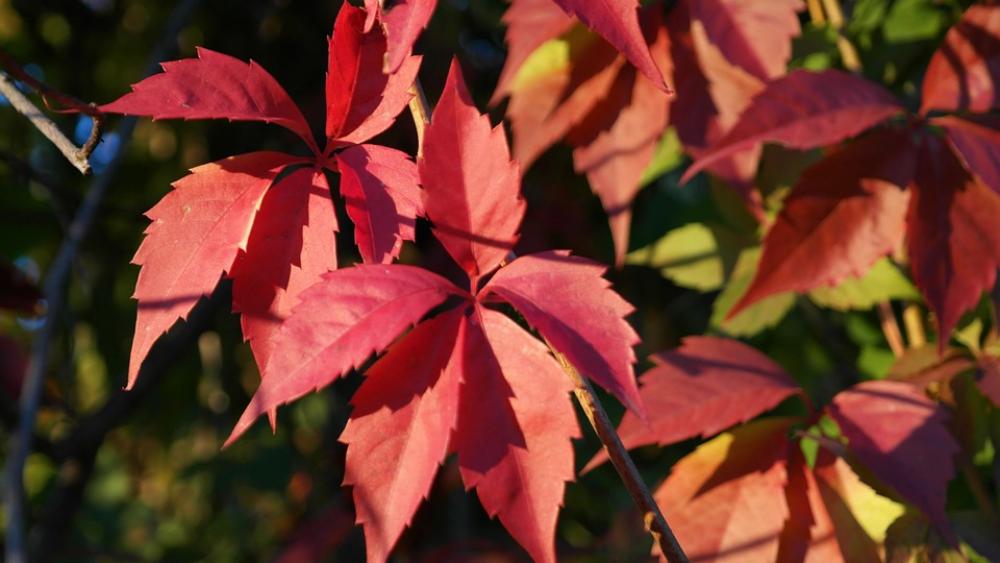 Leaves Autumn Climber Plant Autumn Forest Trees Leaves Autumn Climber Plant Autumn Forest Trees