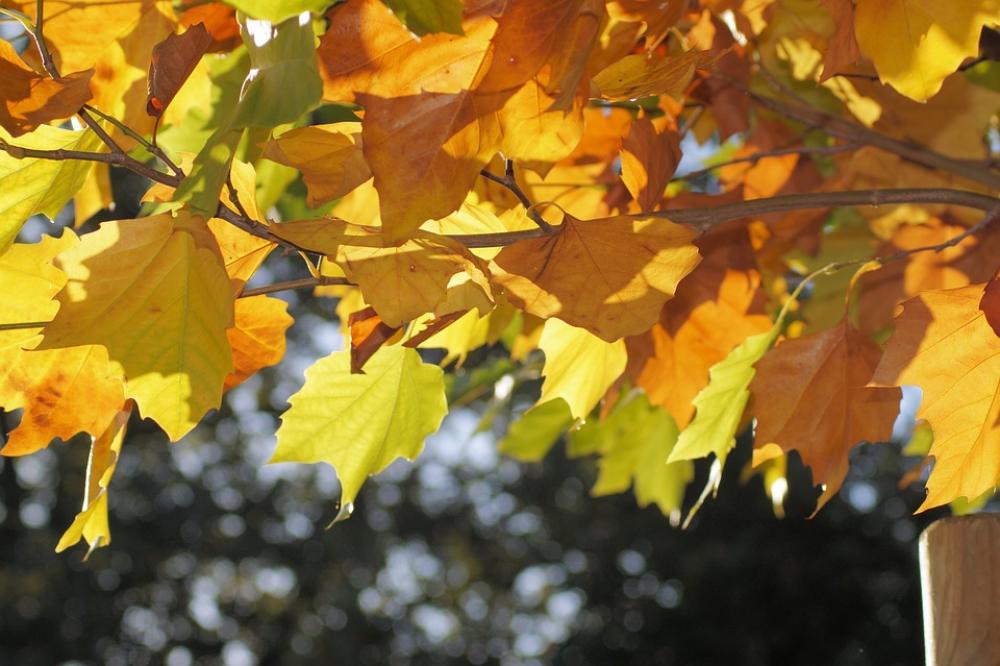 Leaves Golden Autumn Leaves In The Autumn Autumn Leaves Golden Autumn Leaves In The Autumn Autumn