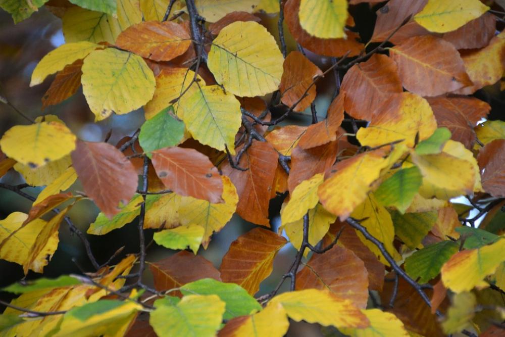 Leaves Leaves In The Autumn Fall Foliage Colorful Leaves Leaves In The Autumn Fall Foliage Colorful