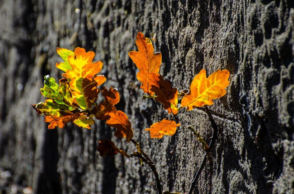 Leaves Colorful Season Autumn Nature Leaf Branch Leaves Colorful Season Autumn Nature Leaf Branch
