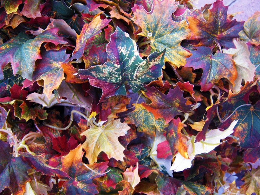 Leaves Maple Leaves Maple Colorful Autumn Color Leaves Maple Leaves Maple Colorful Autumn Color