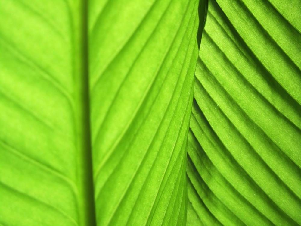 Leaves Green Plant Fibres Frame Leaves Green Plant Fibres Frame