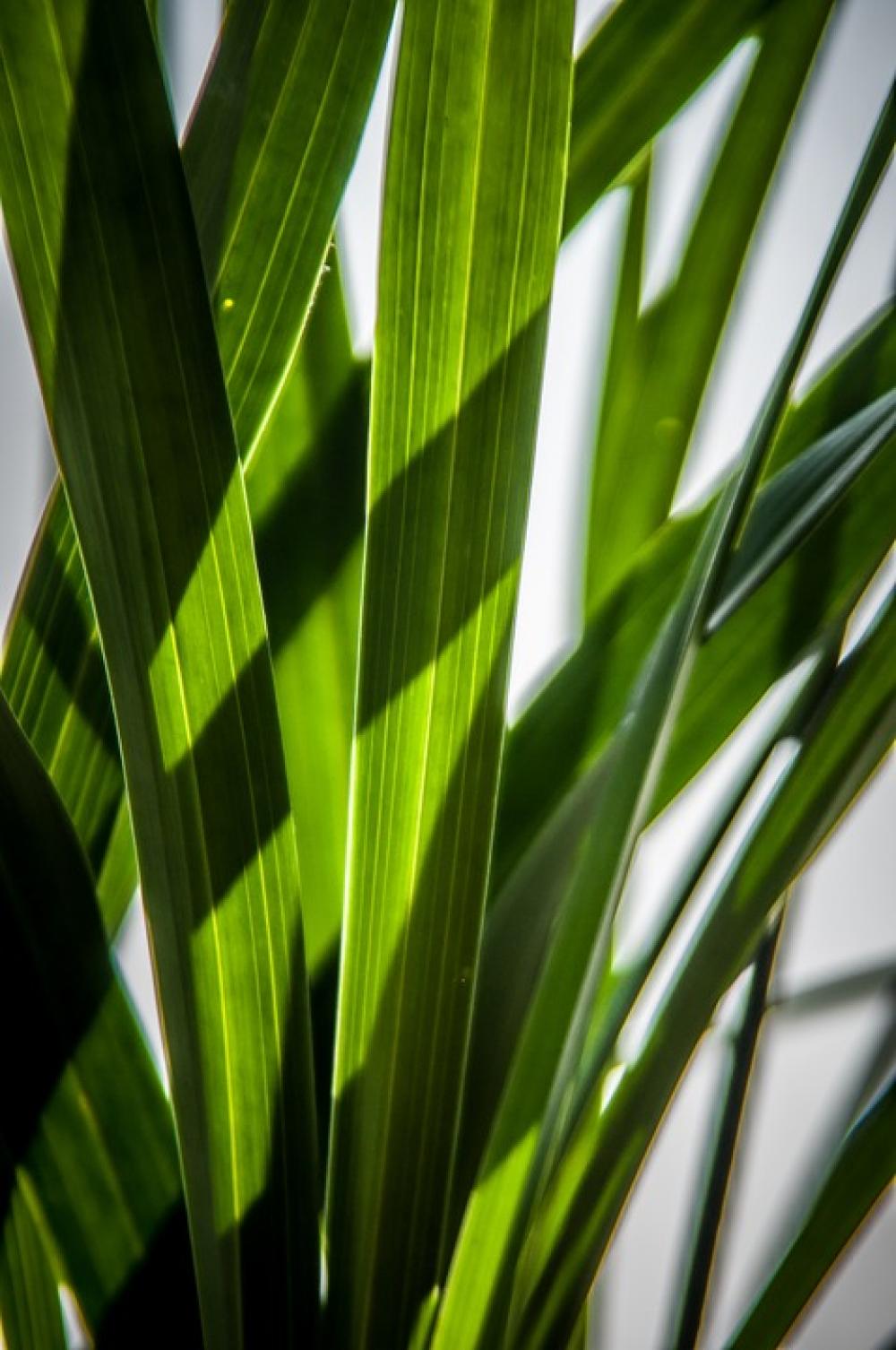 Leaves Green Shadow Play Leaves Green Shadow Play