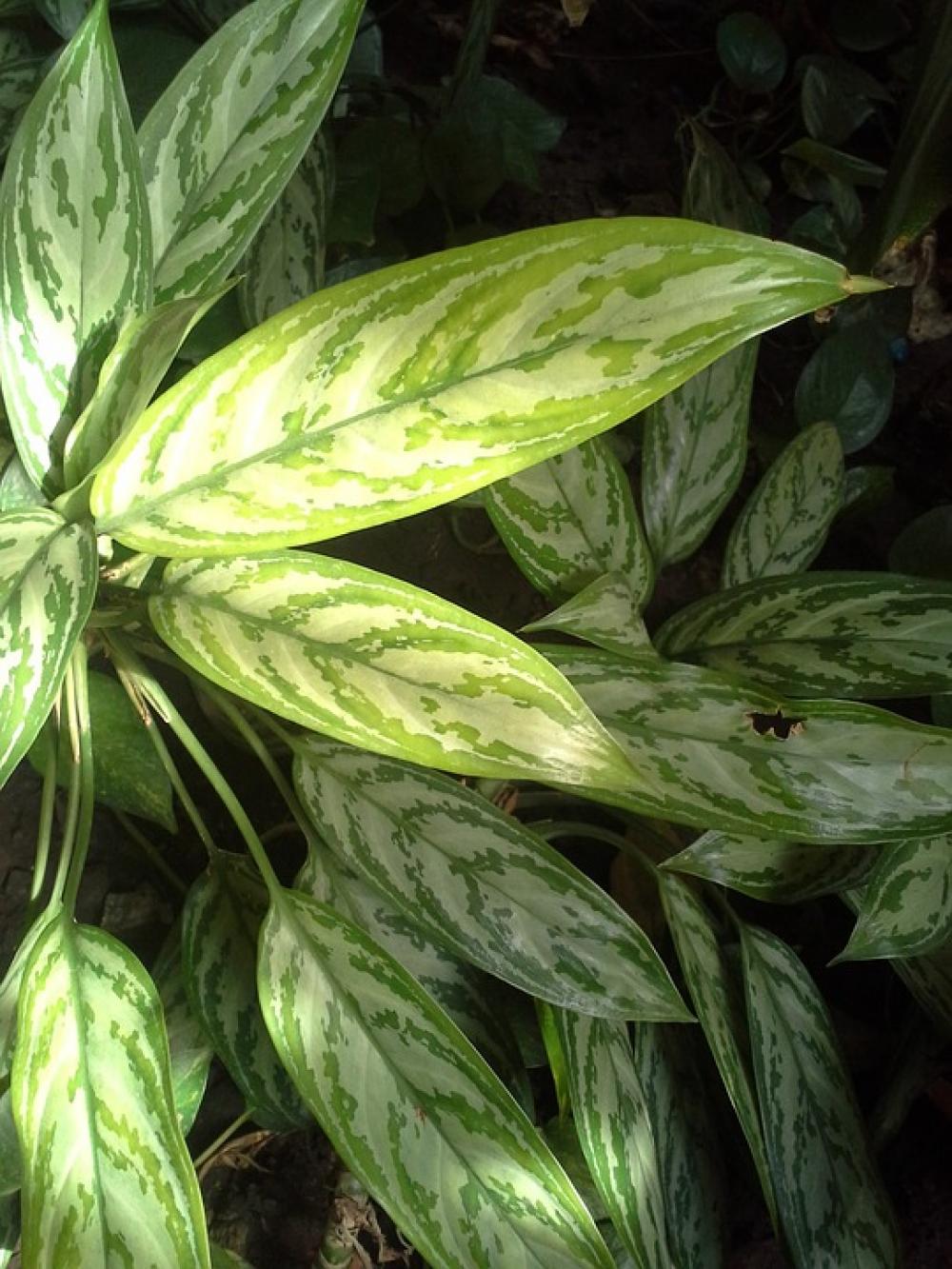 Leaves Green Nature Vegetable Plants Leaves Green Nature Vegetable Plants