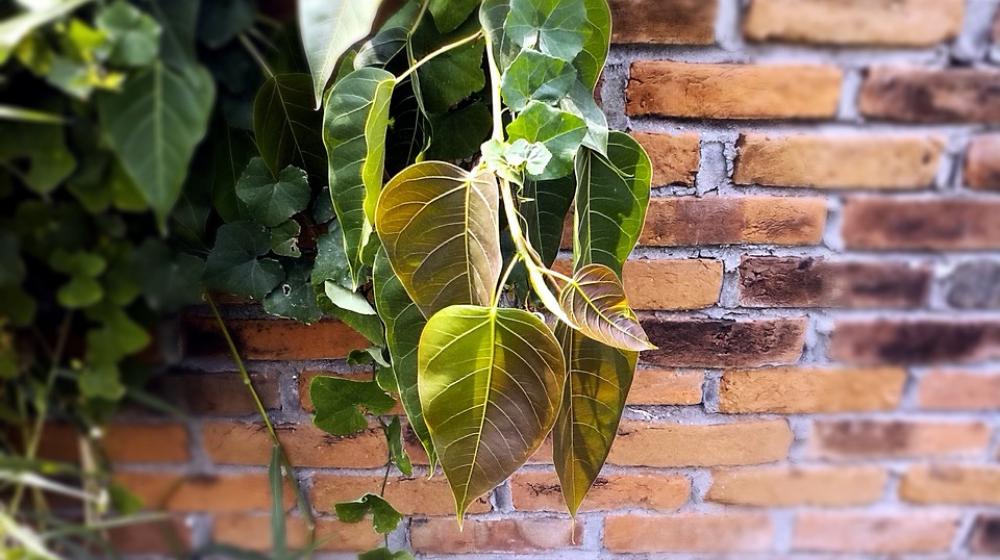 Leaves Vine Season Branch Twig Tree Plant Leaves Vine Season Branch Twig Tree Plant