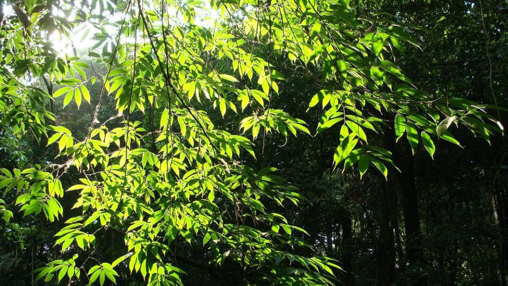 Leaves Tree Solar Light Landscapes Trees Leaves Tree Solar Light Landscapes Trees