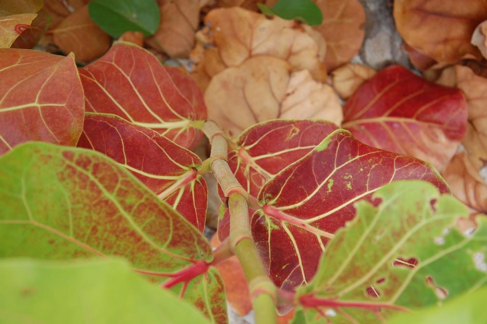 Leaves Vines Green Plant Leaves Vines Green Plant