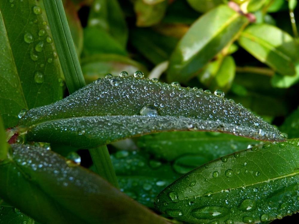 Leaves Dew Drop Morning Green Nature Macro Garden Leaves Dew Drop Morning Green Nature Macro Garden