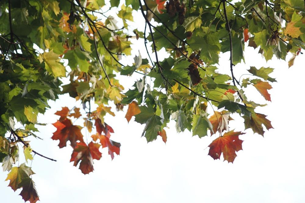 Leaves Nature Light Autumn Tree Season Color Leaves Nature Light Autumn Tree Season Color