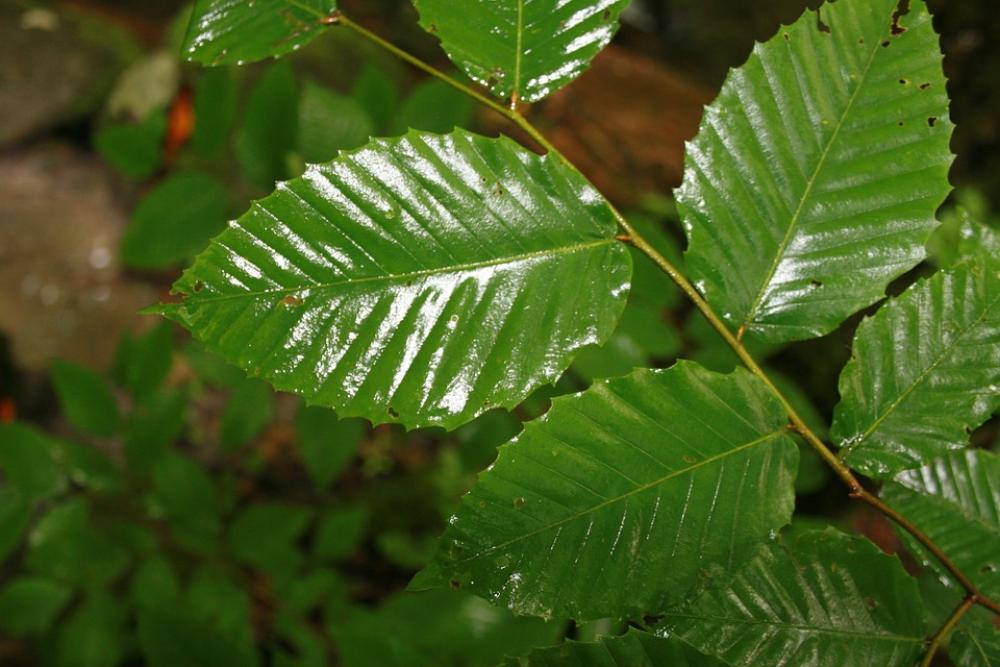 Leaves Wet Rain Green Pretty Nature Beautiful Leaves Wet Rain Green Pretty Nature Beautiful