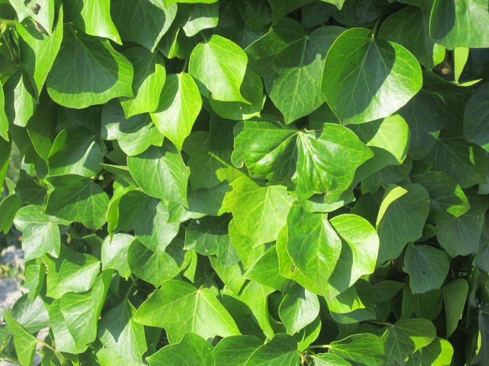 Leaves Vegetation Nature Leaves Vegetation Nature