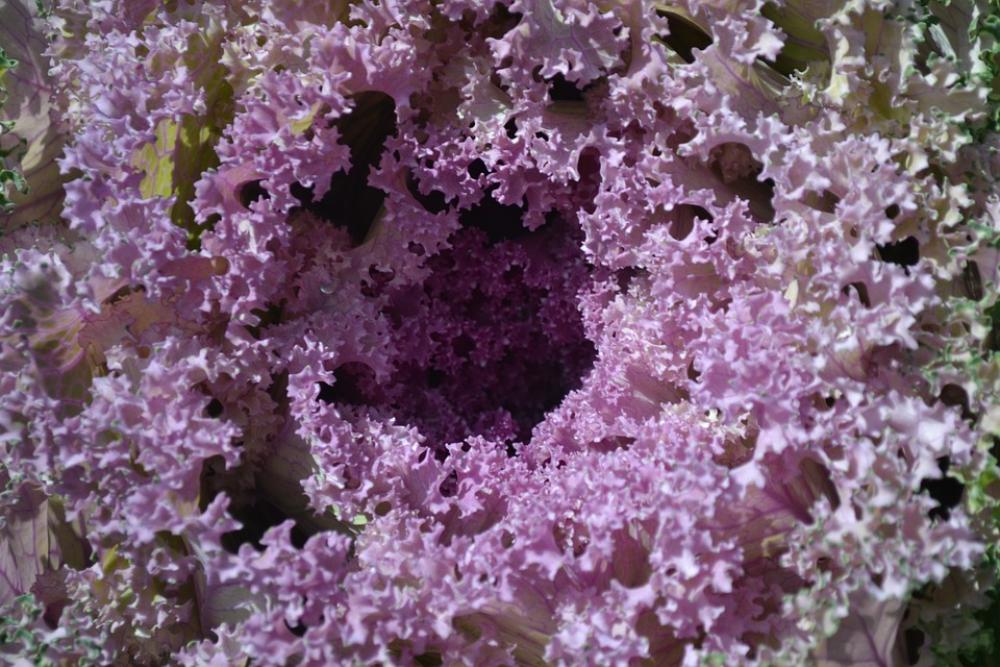Leaves Cabbage Greens Leaves Cabbage Greens