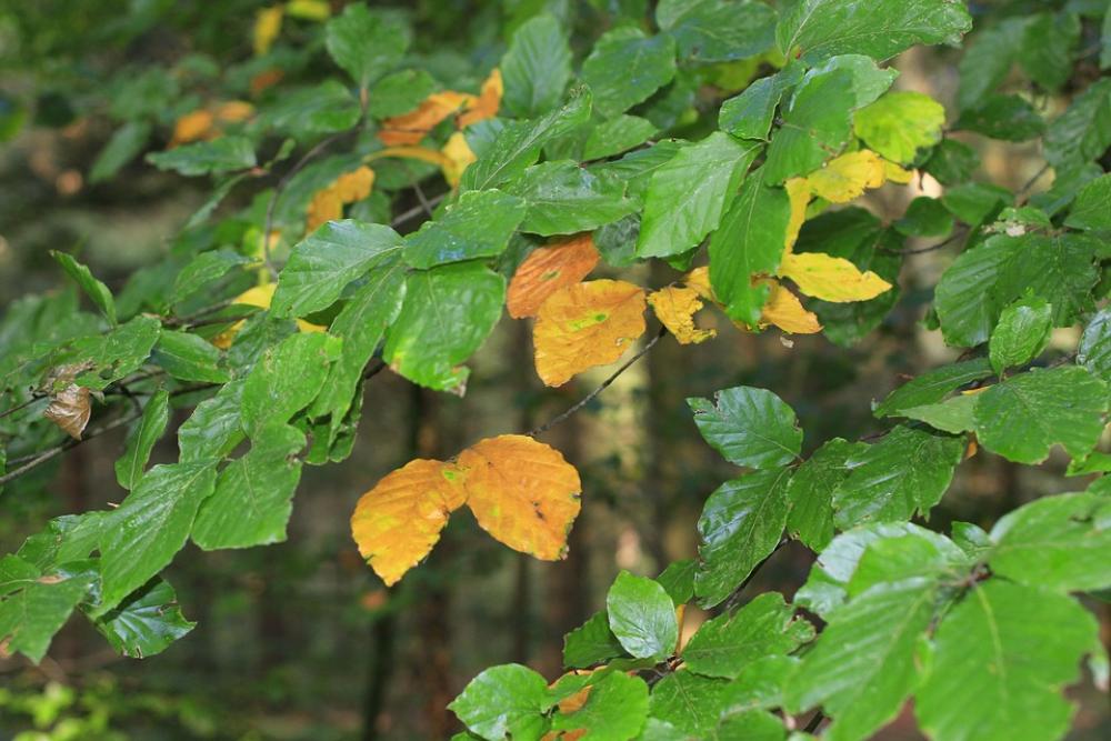 Leaves Autumn Fall Foliage Colorful Colored Green Leaves Autumn Fall Foliage Colorful Colored Green