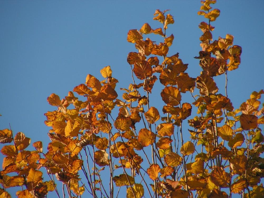 Leaves Autumn Foliage Colors Dry Leaves Leaves Autumn Foliage Colors Dry Leaves