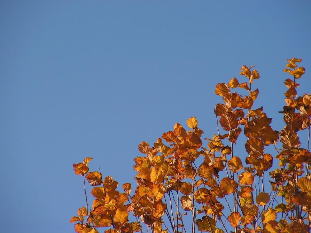 Leaves Autumn Foliage Colors Dry Leaves Leaves Autumn Foliage Colors Dry Leaves