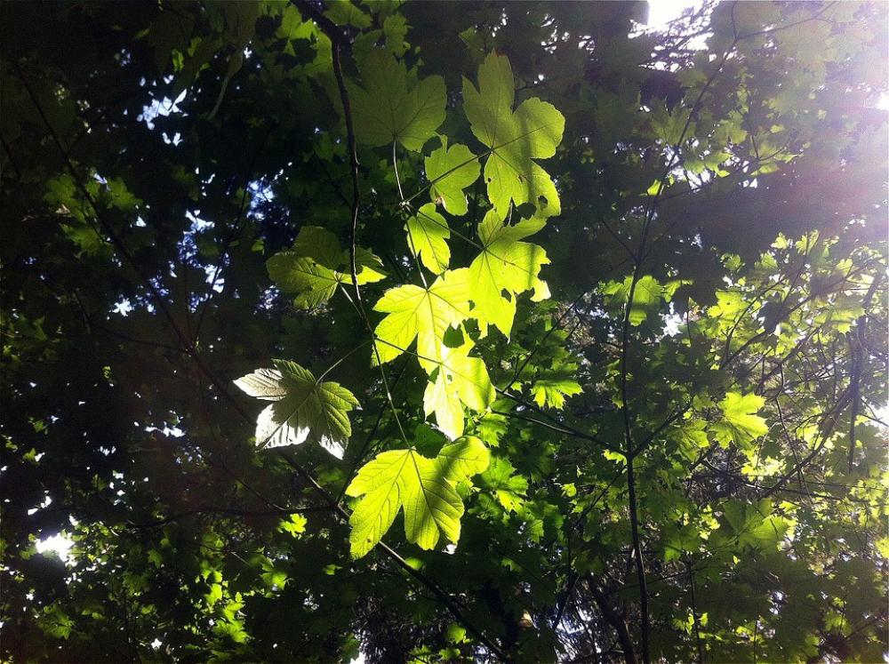 Leaves Green Plant Light Nature Leaves Green Plant Light Nature
