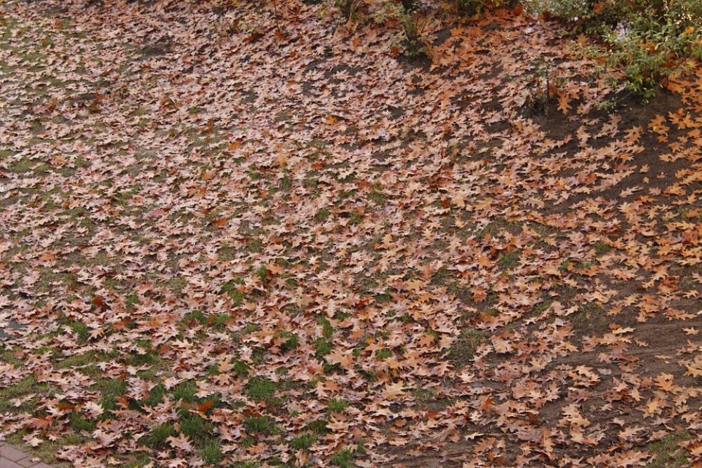 Leaves Autumn October Season Leaves Autumn October Season