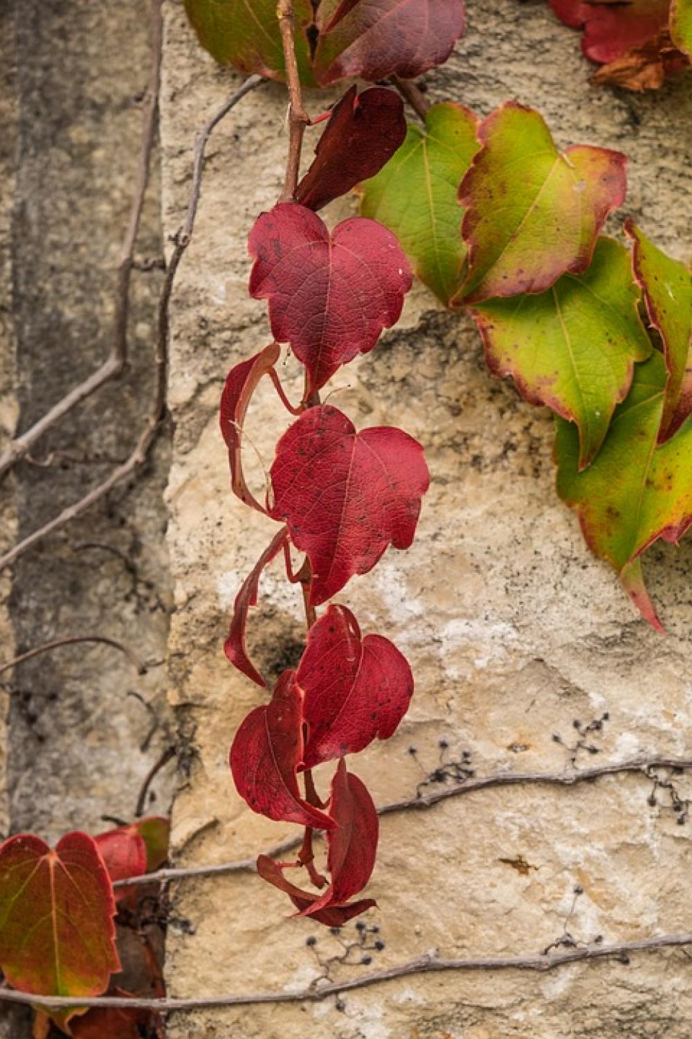 Leaves Red Golden Autumn Fall Foliage Leaf Season Leaves Red Golden Autumn Fall Foliage Leaf Season