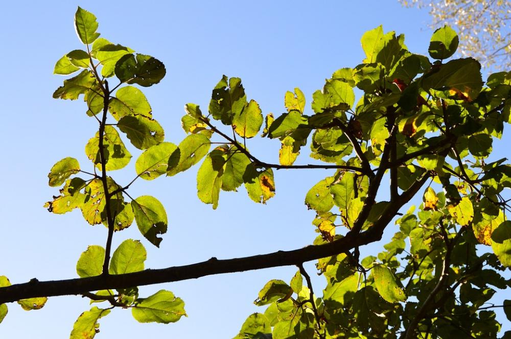Leaves Apple Tree Green Sunlight Leaves Apple Tree Green Sunlight