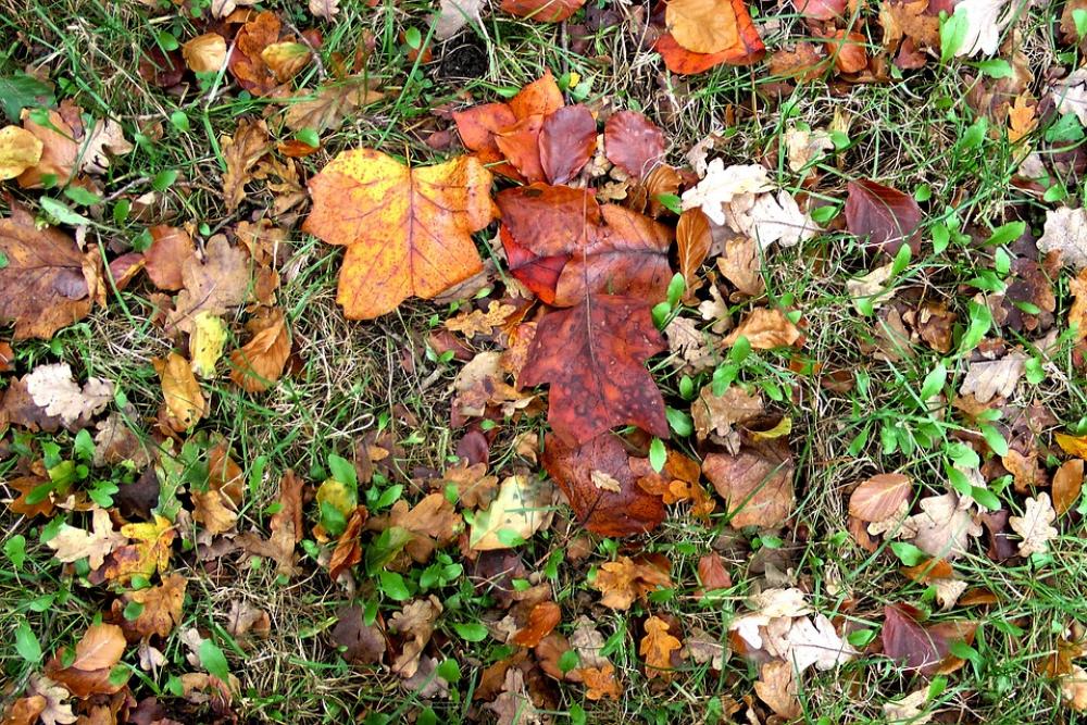 Leaves Autumn Fall Foliage Colorful Fall Leaves Leaves Autumn Fall Foliage Colorful Fall Leaves