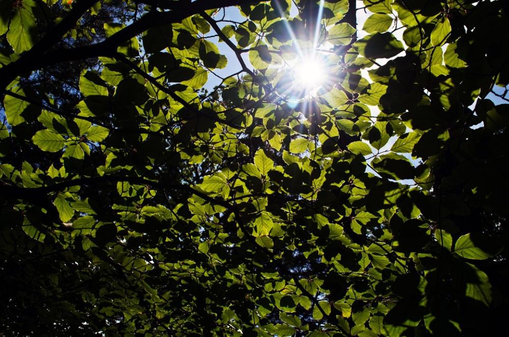 Leaves Leaf Green Season Sun Macro Nature Leaves Leaf Green Season Sun Macro Nature