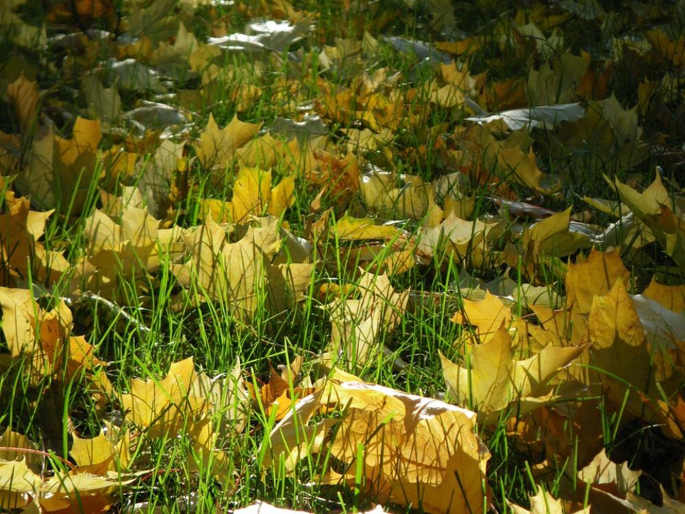 Leaves Autumn Colorful Colored Leaves Autumn Colorful Colored