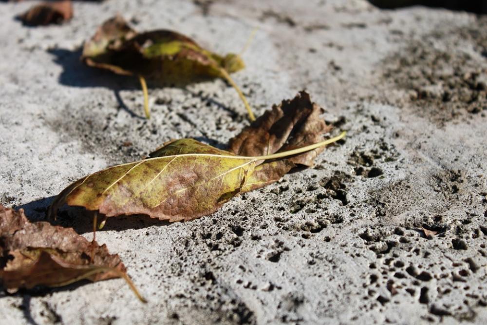 Leaves Rock Stone Travertine Yellow Autumn Leaves Rock Stone Travertine Yellow Autumn