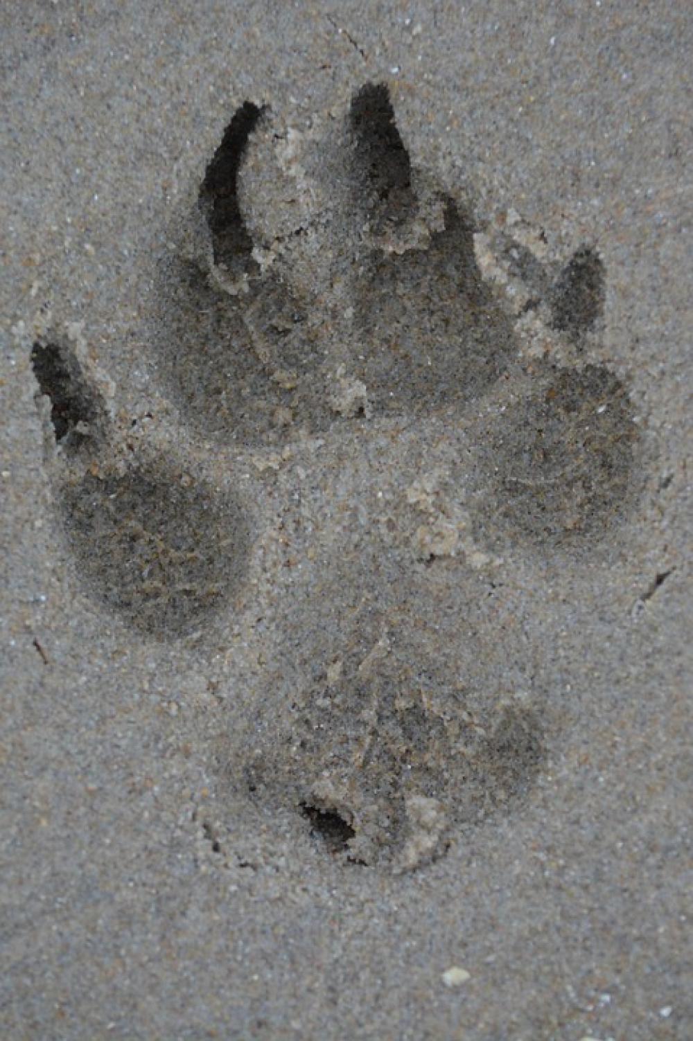 Leg Dog Print Sand Leg Dog Print Sand
