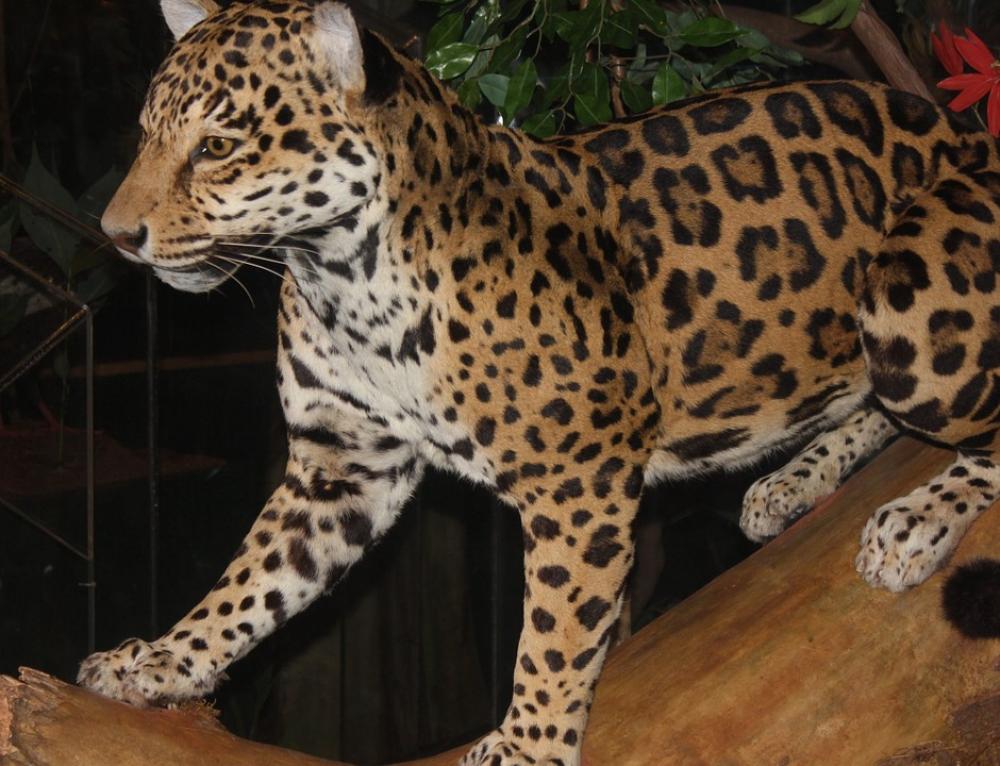 Leopard Big Cat Carnivore Feline Animal Mammal Leopard Big Cat Carnivore Feline Animal Mammal