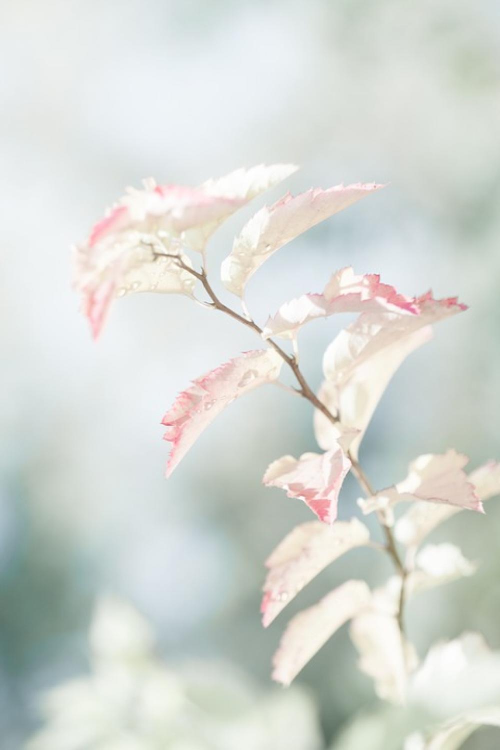 Light Plant Bush Leaf Foliage Branch Light Plant Bush Leaf Foliage Branch