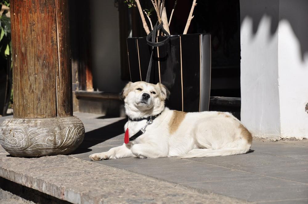 Lijiang Landscape View Dogs Lijiang Landscape View Dogs