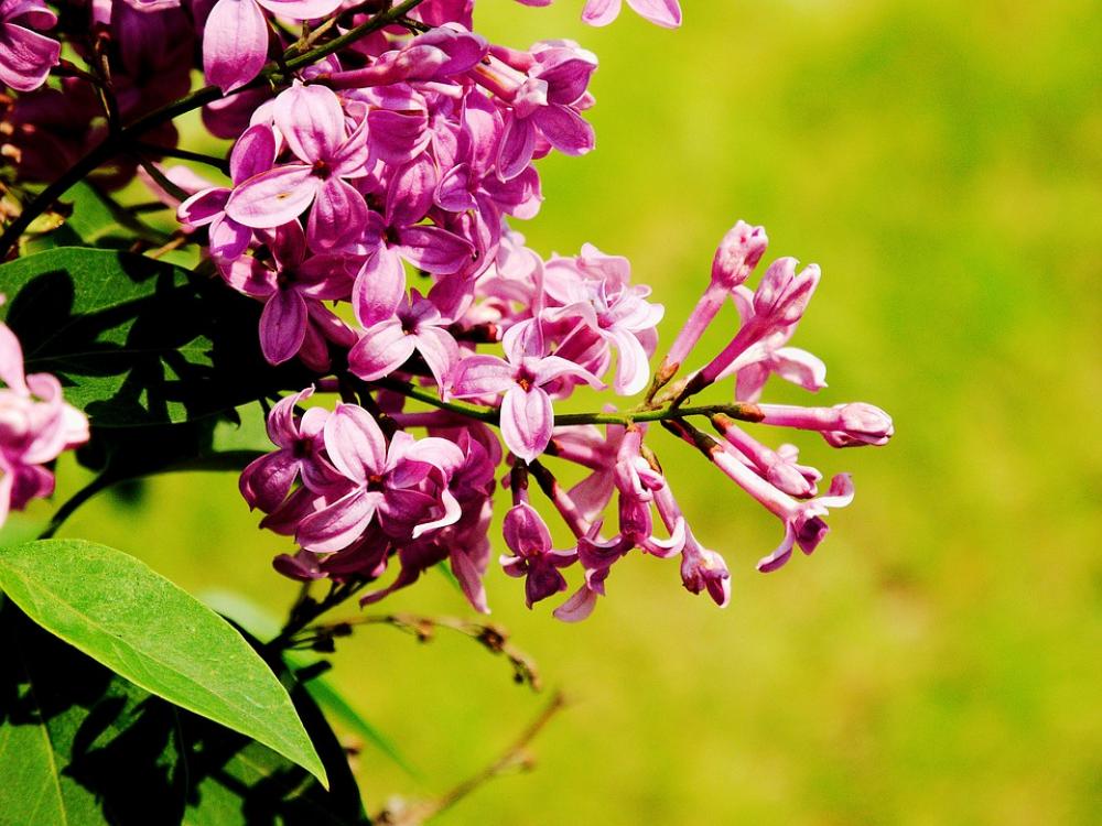 Lilac Spring Violet Nature Plant Flower Close-Up Lilac Spring Violet Nature Plant Flower Close-Up