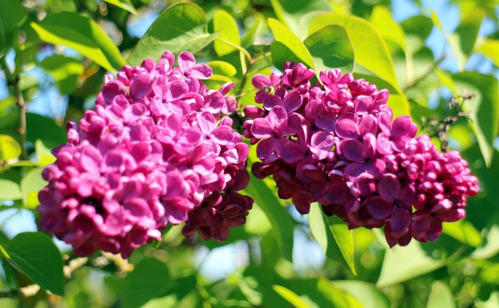 Lilac Blossom Bloom Ornamental Shrub Close Up Lilac Blossom Bloom Ornamental Shrub Close Up