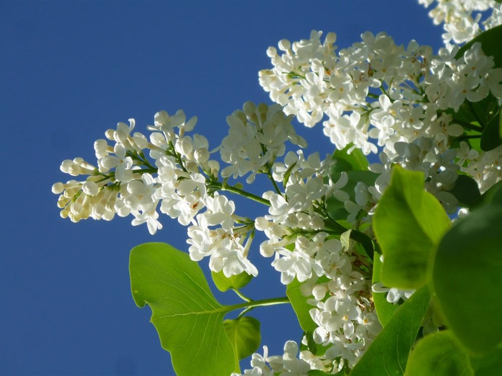Lilac White Lilac Lilac Flower White Fliederblueten Lilac White Lilac Lilac Flower White Fliederblueten