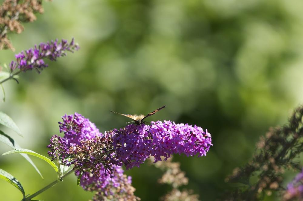 Lilac Butterfly Flowers Blossom Bloom Insect Lilac Butterfly Flowers Blossom Bloom Insect