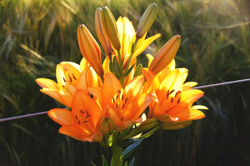 Lilies Orange Blossom Bloom Lilies Orange Blossom Bloom