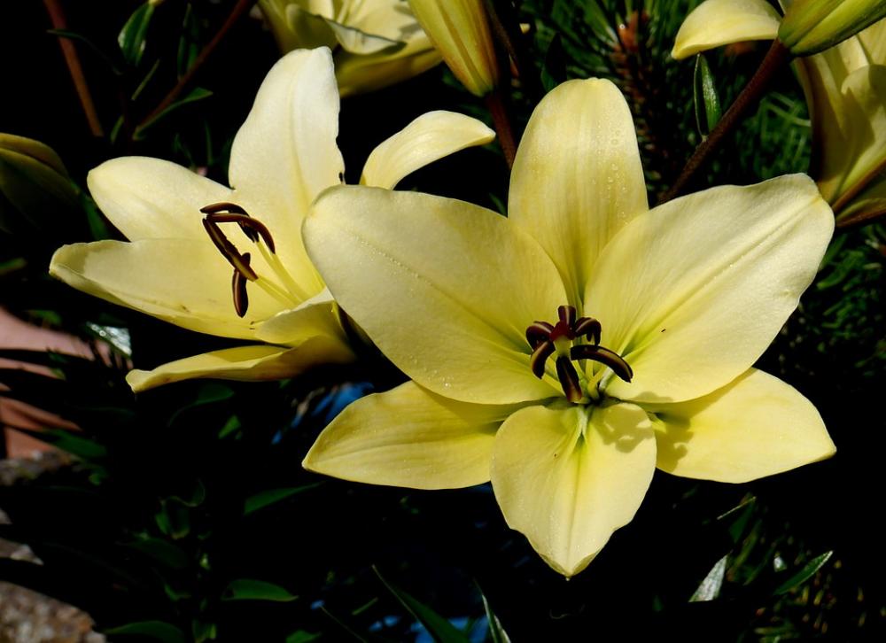 Lily White Yellow Flower Blossom Bloom Summer Lily White Yellow Flower Blossom Bloom Summer