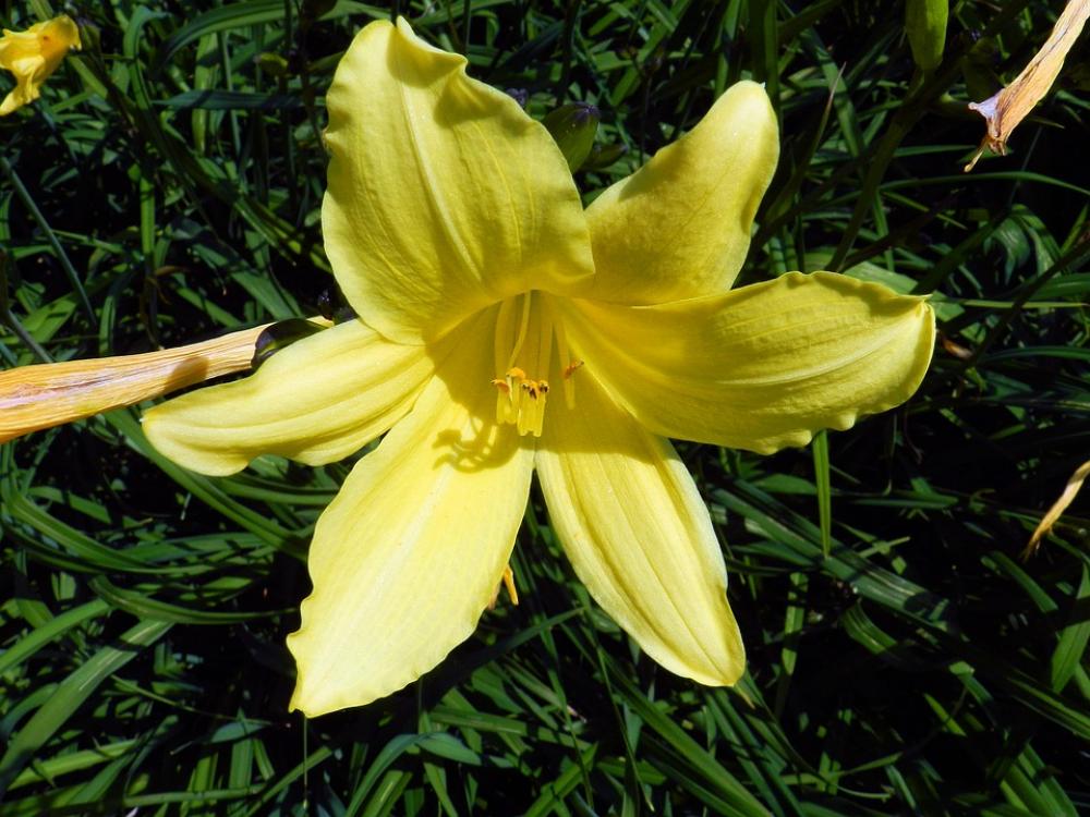 Lily Flower Nature Lily Flower Nature