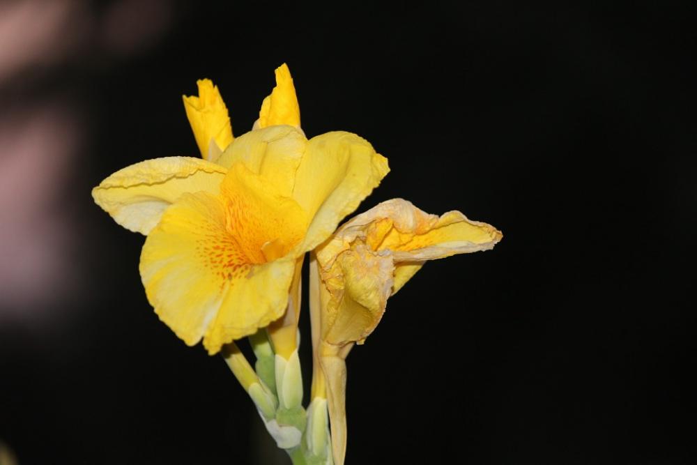 Lily Concerning Flower Iris Lily Concerning Flower Iris