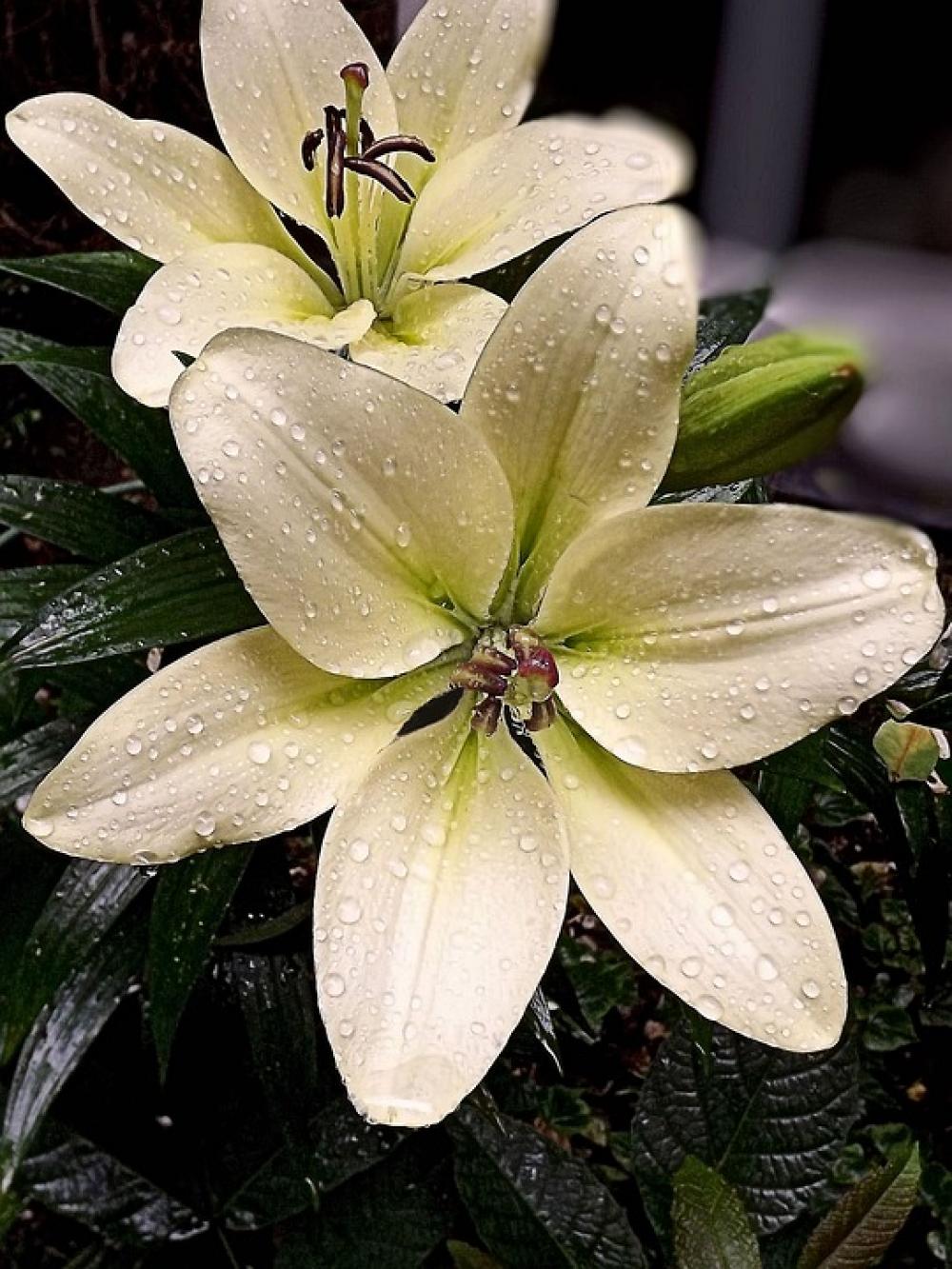Lily Flower Flora Flowers Nature Lilies Lily Flower Flora Flowers Nature Lilies