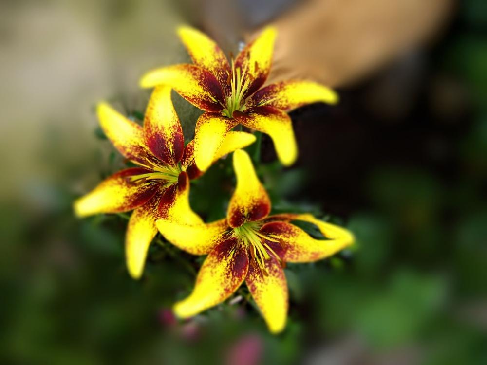 Lily Lilies Yellow Flower Yellow Flower Lily Lilies Yellow Flower Yellow Flower