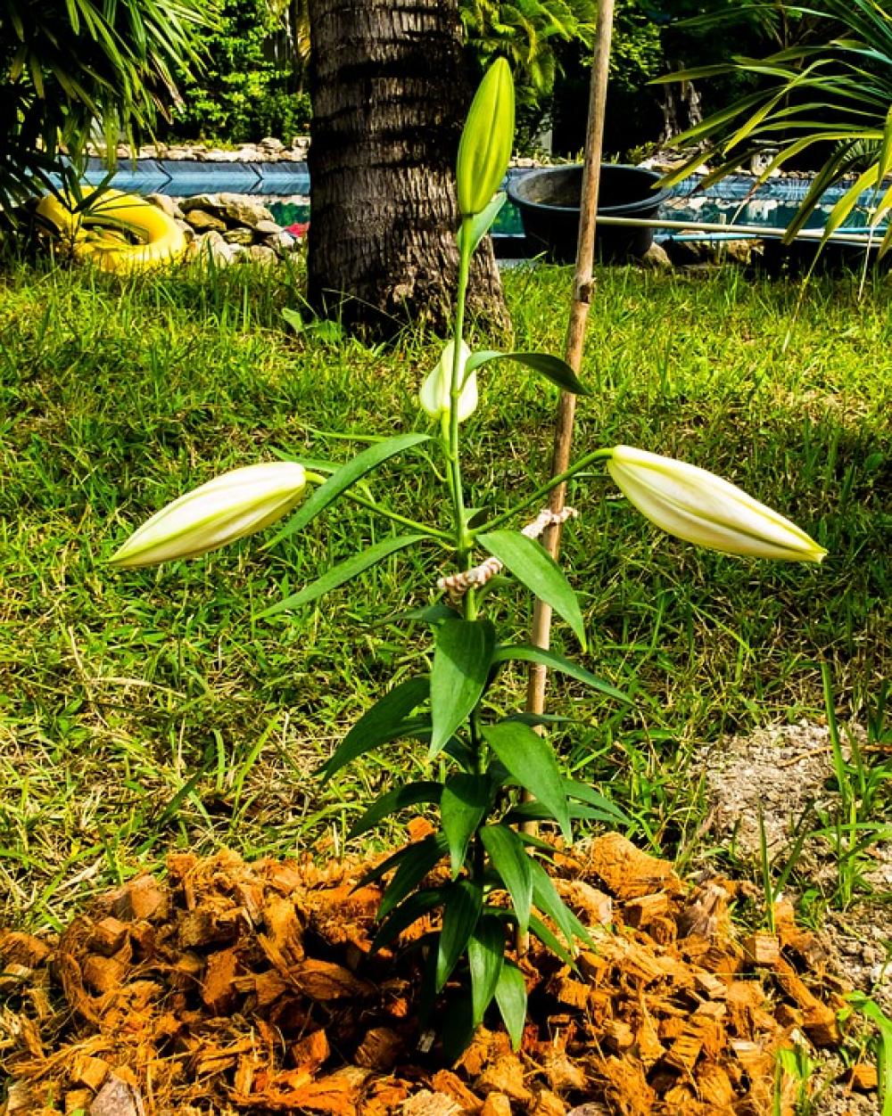 Lily Blossom Bloom Flower White Closed Lily Blossom Bloom Flower White Closed