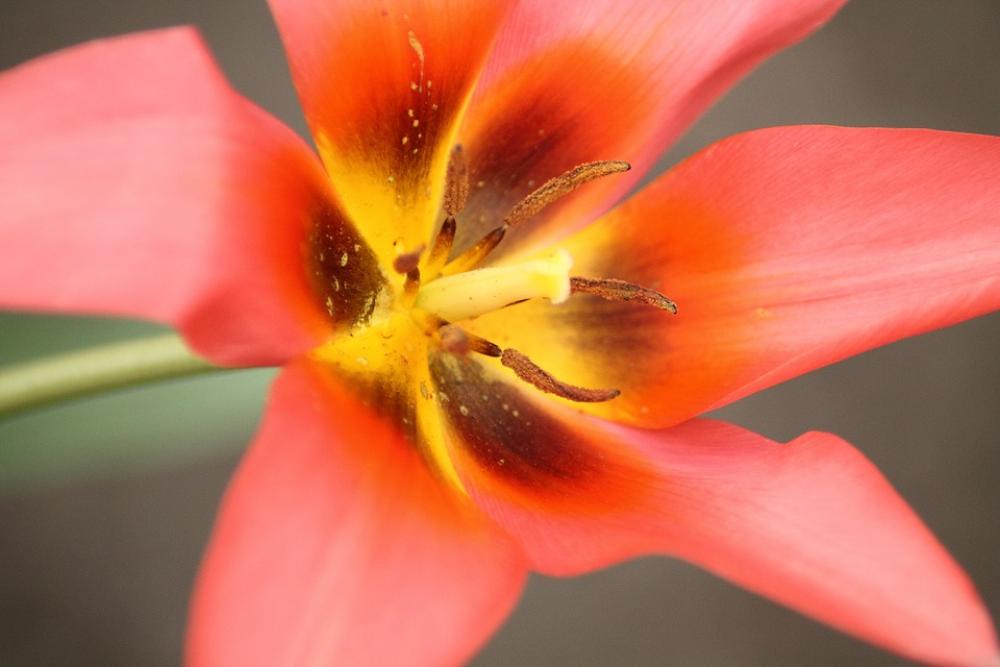 Lily Spring Flower Flower Bloom Blossom Bloom Lily Spring Flower Flower Bloom Blossom Bloom