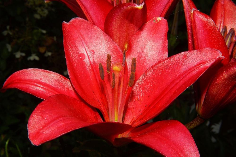 Lily Blossom Bloom Red Close Up Bloom Macro Lily Blossom Bloom Red Close Up Bloom Macro